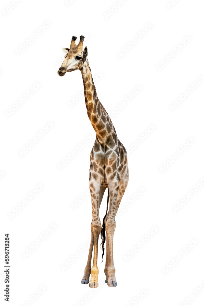 Somali Giraffe, commonly known as Reticulated Giraffe, Giraffa camelopardalis reticulata, 2 and a half years old standing against white background.clipping path.