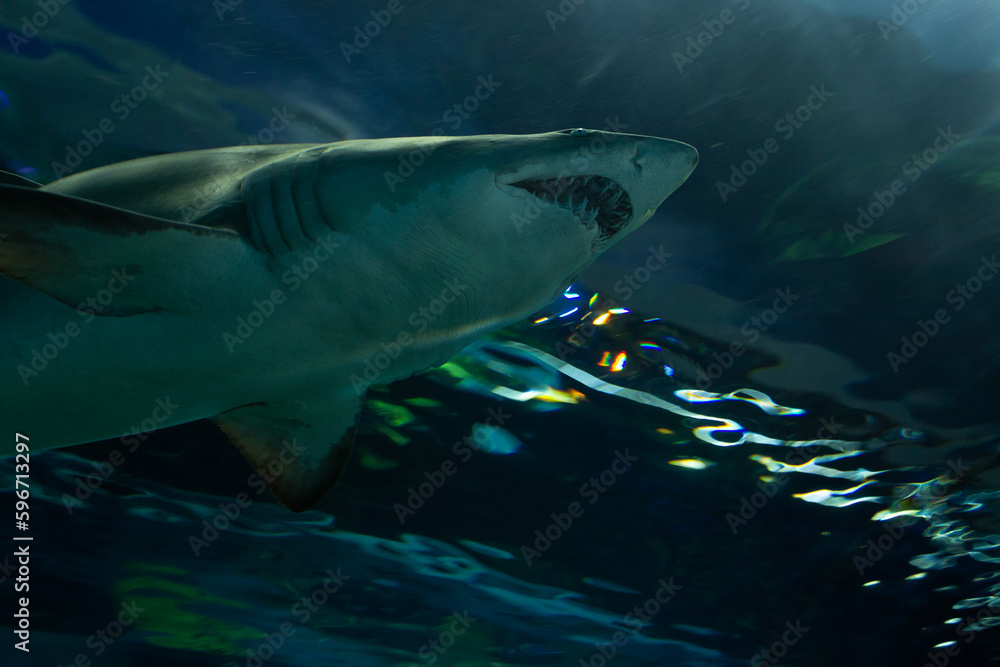 Fototapeta premium Shark in the Water