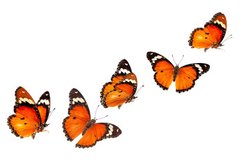 Beautiful monarch butterfly isolated on white background. Set of Big Monarch butterflies, isolated on white background. Tawny Coster (Acraea violae) Acraea terpsicore.