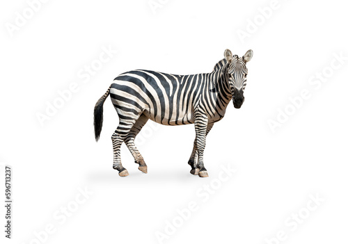 Young beautiful zebra isolated on white background, zebra close up, zebra cut full length, zoo animal. clipping path.