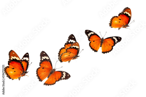 Beautiful monarch butterfly isolated on white background. Set of Big Monarch butterflies, isolated on white background. Tawny Coster (Acraea violae) Acraea terpsicore. photo
