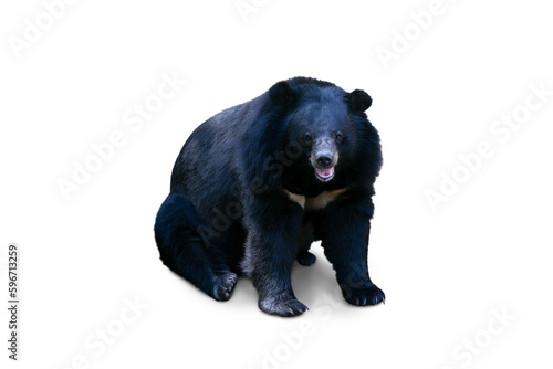 asiatic black bear (ursus, thibetanus) isolated on white background.clipping path.