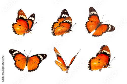 Beautiful monarch butterfly isolated on white background. Set of Big Monarch butterflies, isolated on white background. Tawny Coster (Acraea violae) Acraea terpsicore. © Gan