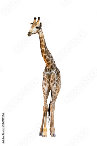 Somali Giraffe, commonly known as Reticulated Giraffe, Giraffa camelopardalis reticulata, 2 and a half years old standing against white background.clipping path.