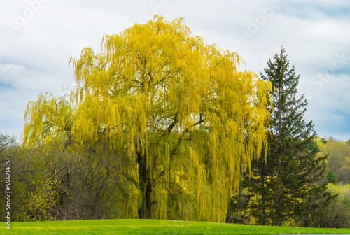 beautiful Weeping Willows with their yellow green long branches draping the landscape in early spring in Vermont
