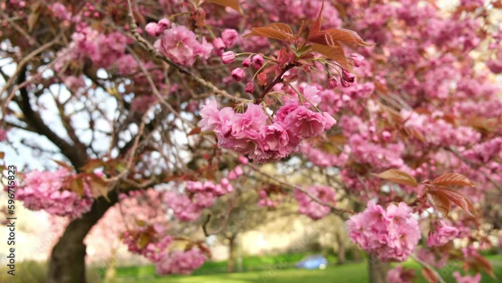 EDINBURGH, SCOTLAND, UK - APRIL 24, 2023: Pink sakura cherry blossom and green lawn in spring in Edinburgh, UK - 4K, Handheld, Medium shot EDINBURGH, SCOTLAND, UK - APRIL 24, 2023: Pink sakura cherry blossom and green lawn in spring in Edinburgh, UK - 4K, Handheld, Medium shot
