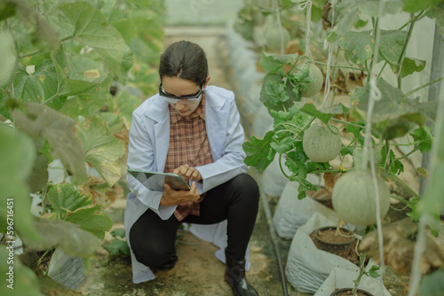 Agricultural researchers develop crop calendars and workflows to enhance melon production. Grades  organizes  selects  and picks them depending on their size and freshness. Strict quality control.