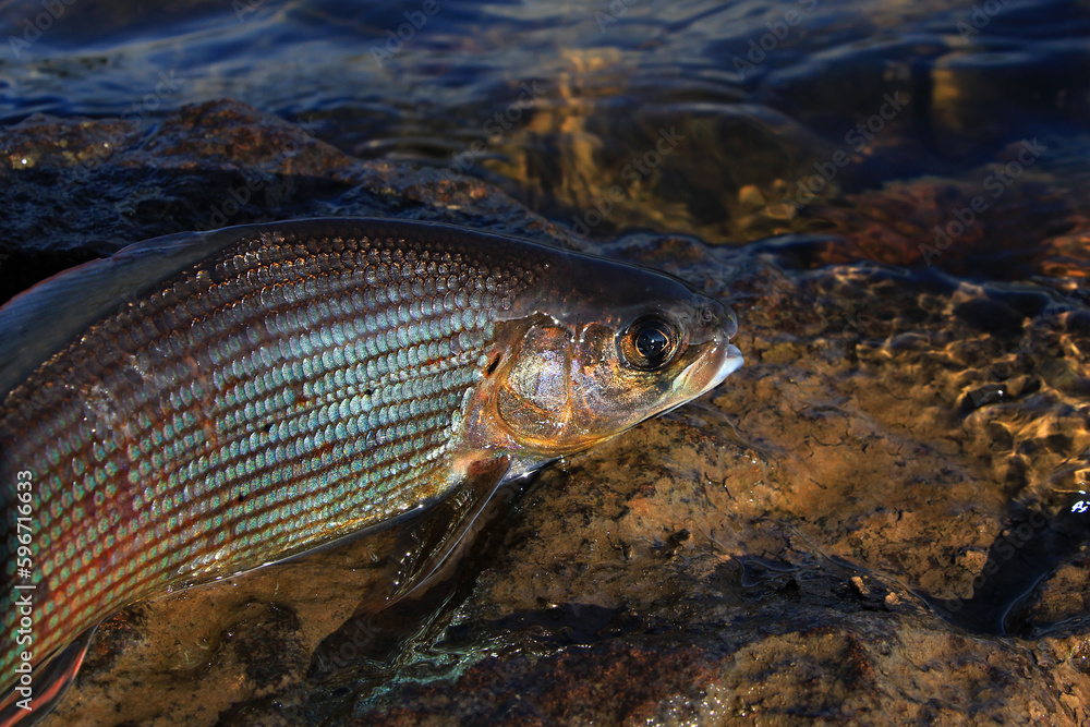 Fototapeta premium grayling fish on the rocks