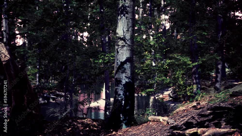 Sun beams through thick trees branches in dense green forest Sun beams through thick trees branches in dense green forest