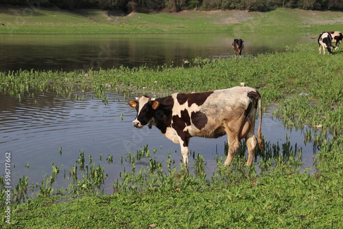 grazing cows and lake view in the meadow
