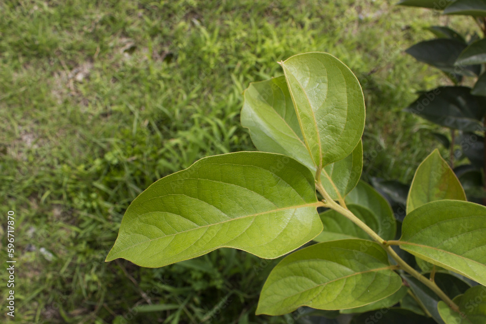 Persimmon tree leaves in summer. Persimmon tree leaves in summer.