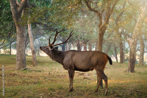 Male sambar Rusa unicolor deer in Ranthambore National Park, Rajasthan, India