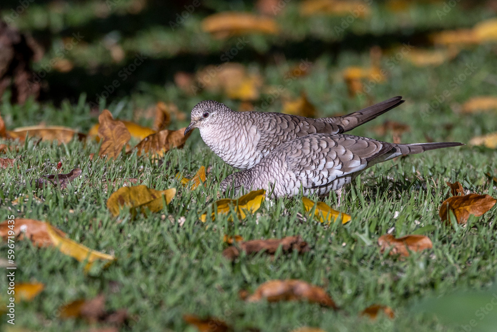 A couple of Scaled Dove also know as Rolinha feeding on the lawn. Species Columbina squammata. bird lover. Birdwatching. Birding. Animal world.