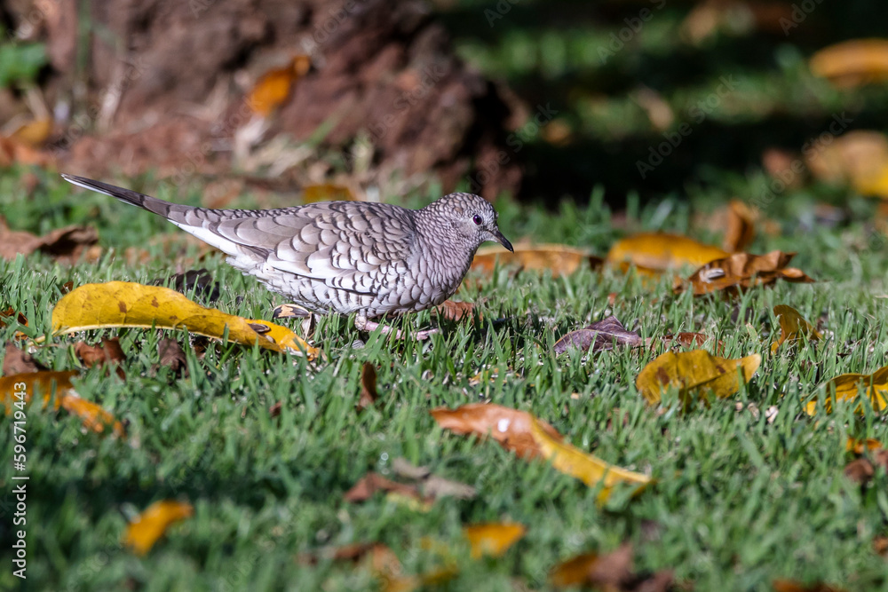 Fototapeta premium A Scaled Dove also know as Rolinha feeding on the lawn. Species Columbina squammata. bird lover. Birdwatching. Birding. Animal world.
