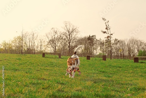 Playful dog on a walk. Cute beagle puppy with dog toy rope. Dog running in the meadow. Playful puppy with dog toy.