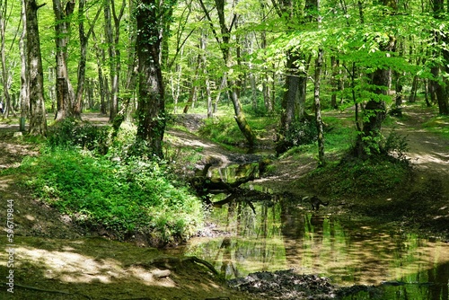 View of Belgrad Forest in Istanbul, Turkey.