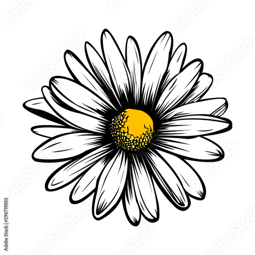 Colored vector  inked style daisy wall art