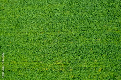 alfalfa growing fields and ploughed land aerial flat lay point of view soil patterns.