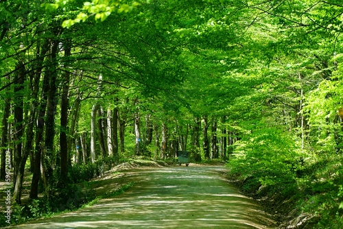 View of Belgrad Forest in Istanbul, Turkey.