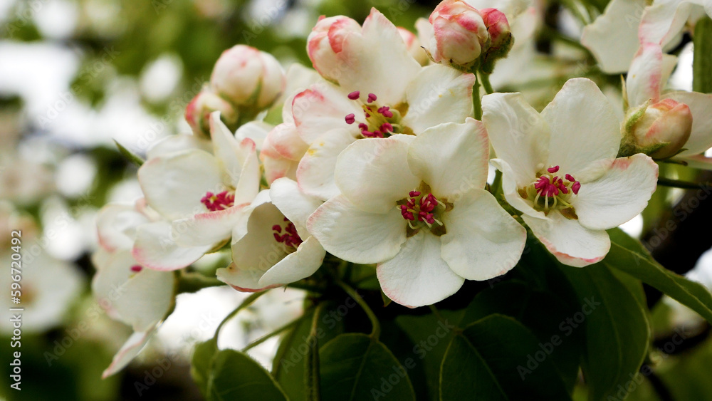 Fototapeta premium Many beautiful white flowers on a flowering pear tree. Blooming gardens in spring. Spring landscape. Spring mood, blossoming. Growing fruit in the garden. Spring in the city park