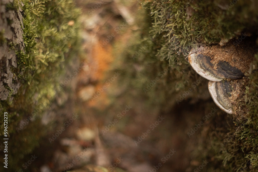 a mossy trunk of a tree wasfith mushrooms on the bark in an ivening light pseudo fungus
