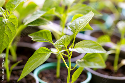 Fresh beautiful pepper seedlings in pots after spraying in drops of water under lighting. Young green sprout. New harvest. Locally grown. Selective focus, defocus
