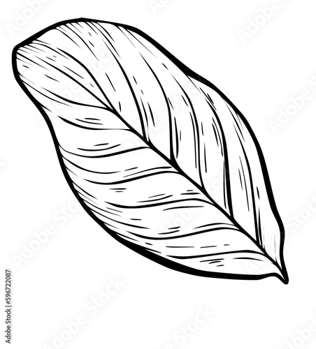 Black and white ink illustration of a leaf. Isolated botanical graphic sketch element