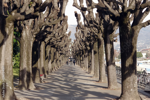 alberi potati photo