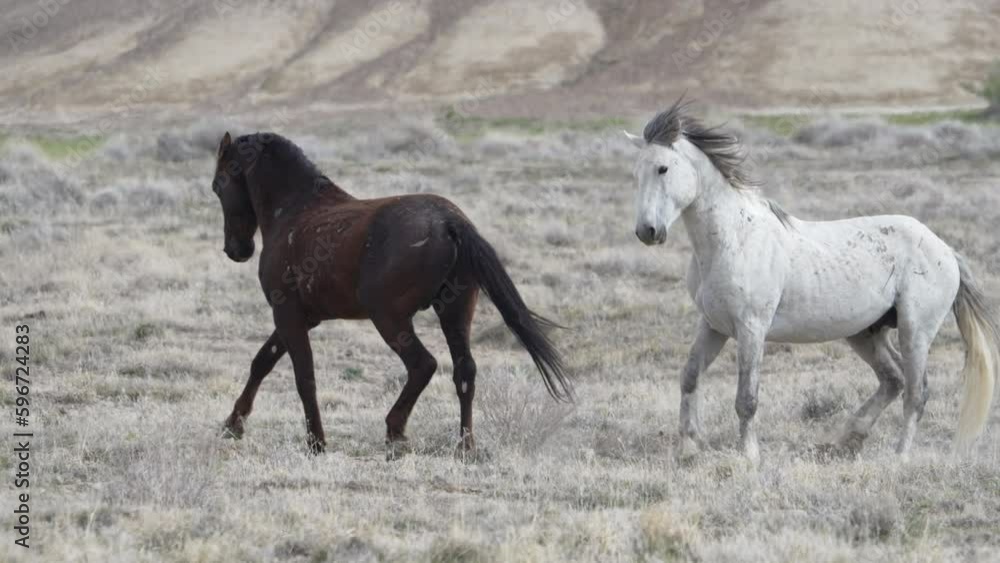 Wild horse kicking up dirt as another moves near it from the South group of the Onaqui herd in the West desert of Utah. Wild horse kicking up dirt as another moves near it from the South group of the Onaqui herd in the West desert of Utah.
