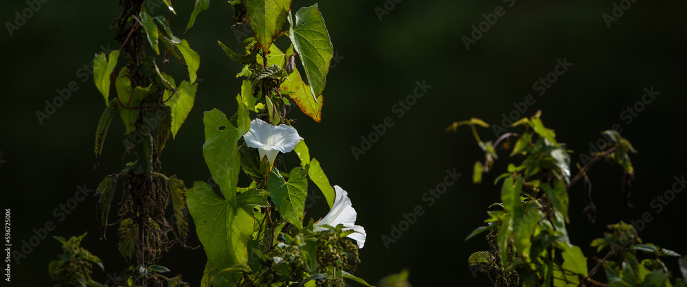 FIELD BINDWEED - Blooming wild plant in the rays of the sun FIELD BINDWEED - Blooming wild plant in the rays of the sun