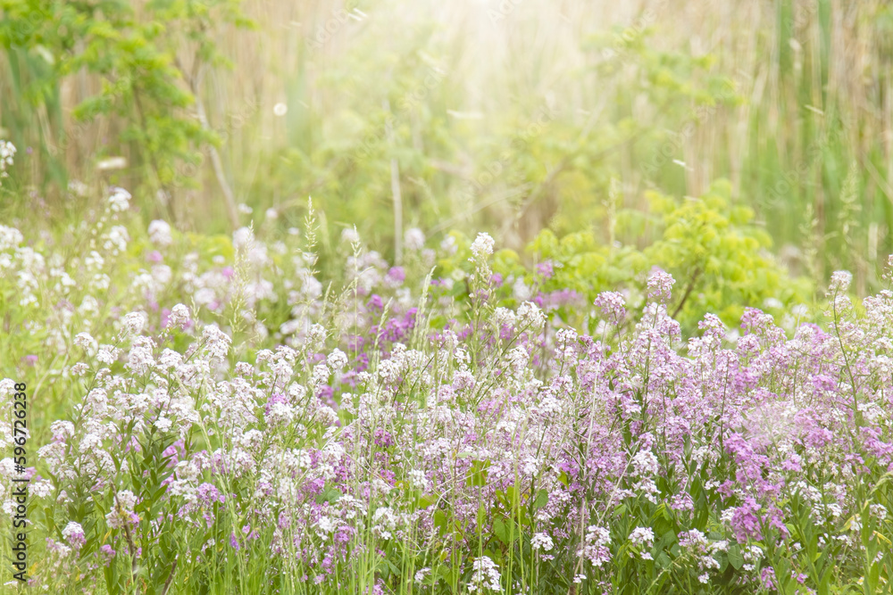 Fototapeta premium Sunlit meadow with a breeze blowing seed and pollen through the air