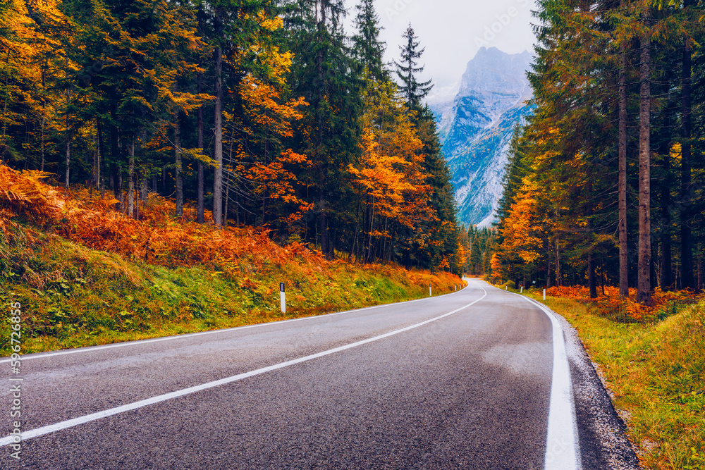 Fototapeta premium View of winding road. Asphalt roads in the Italian Alps in South Tyrol, during autumn season. Autumn scene with curved road and yellow larches from both sides in alp forest. Dolomite Alps. Italy