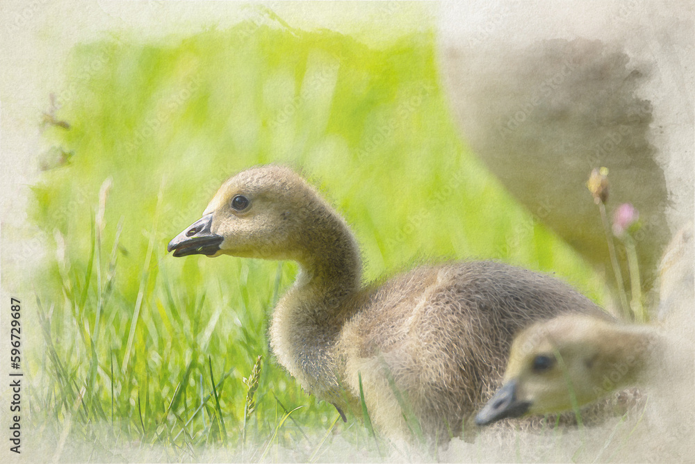 Digital watercolour painting of baby Branta canadensis Canada Goose Gosling waterfowl feeding. Digital watercolour painting of baby Branta canadensis Canada Goose Gosling waterfowl feeding.