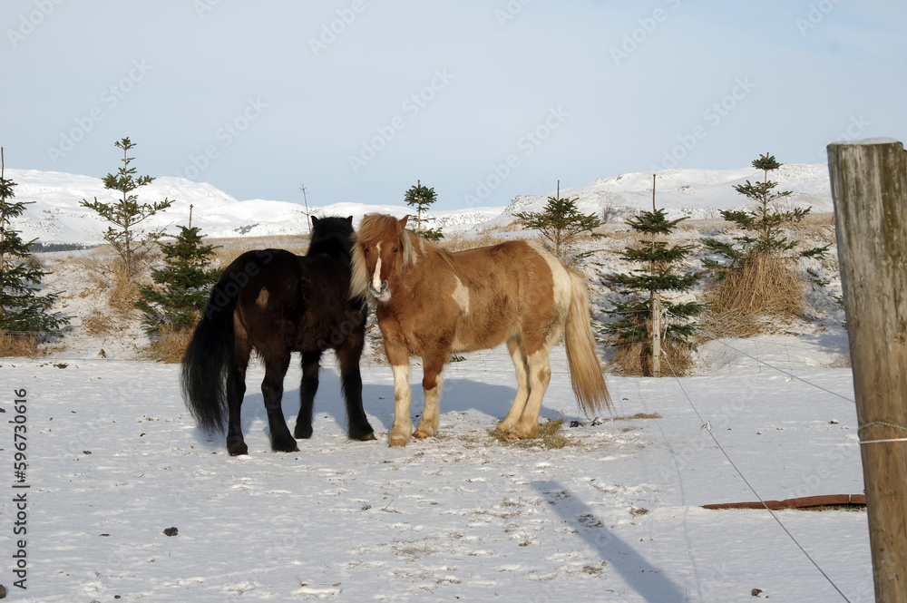 CAVALLI ISLANDESI CAVALLI ISLANDESI