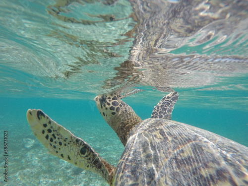 tortue