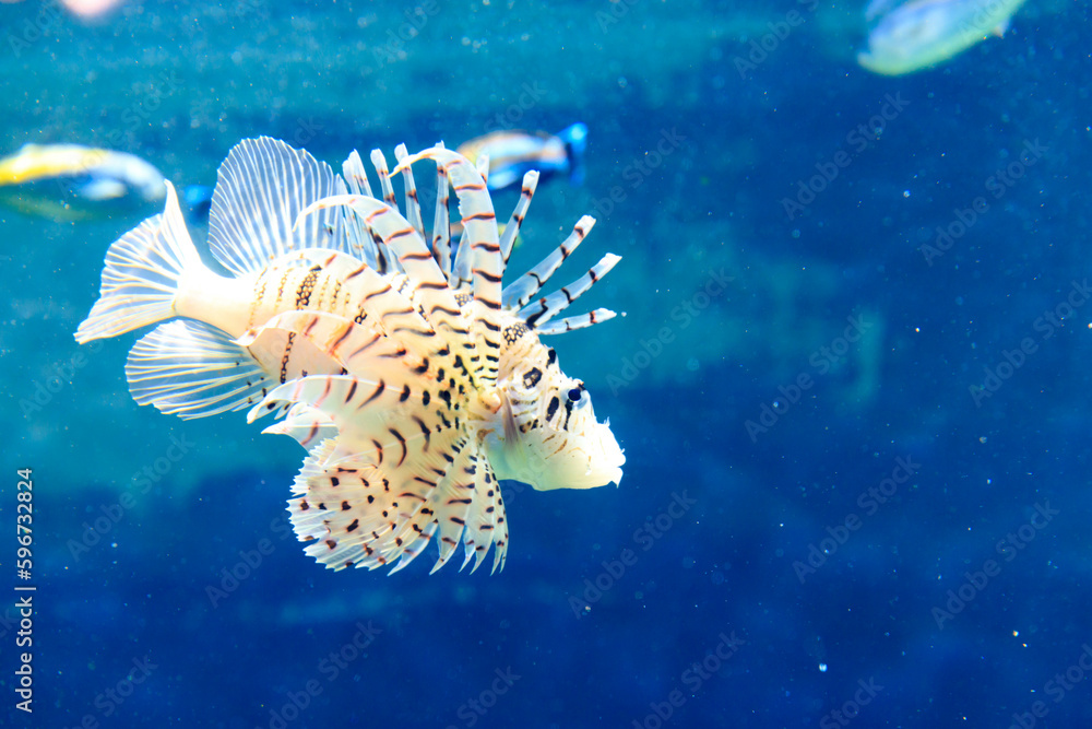 水中を泳ぐミノカサゴ 水中を泳ぐミノカサゴ