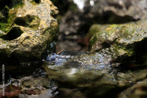 水面の岩の隙間に潜むヤセタマカエルウオ