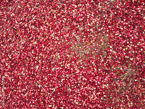 Top view of fresh cranberry at the bog.