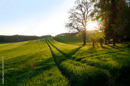 a tranquil, clear, warm and sun-drenched evening in the Bavarian countryside in Winterbach surrounded by the sunny green fields and lush green woods, Winterbach, Swabia, Bavaria, Germany    © Julia
