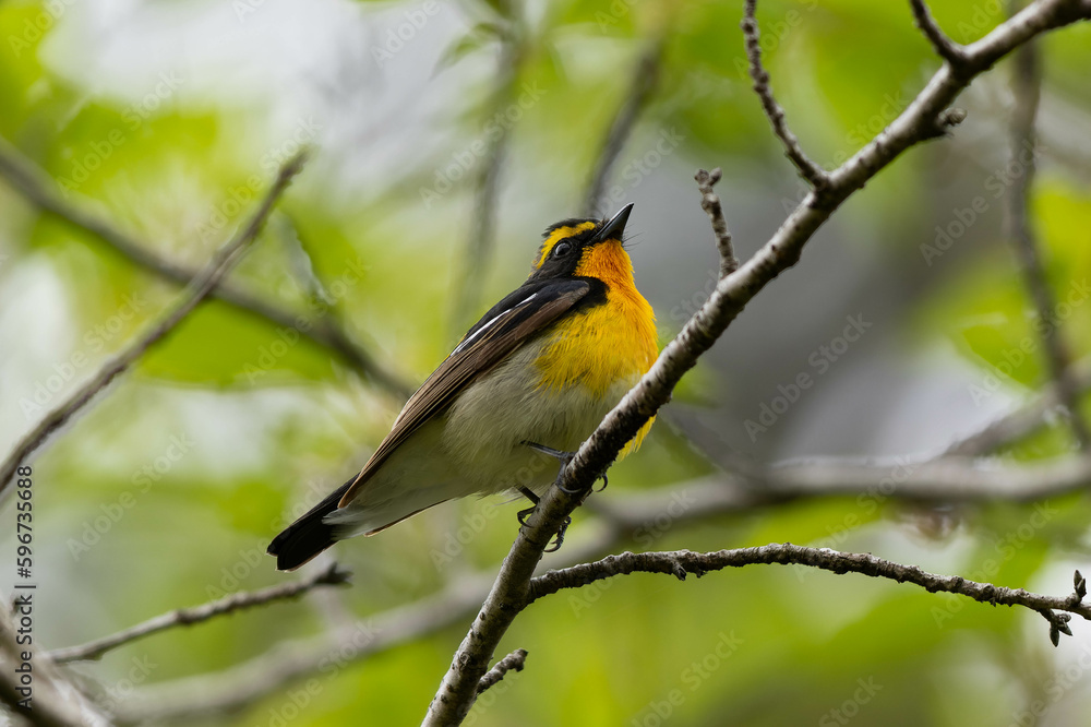 曇った日の公園のキビタキの雄