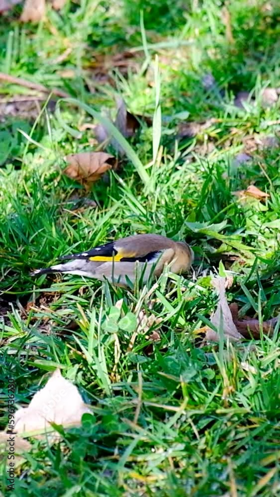 A single goldfinch or carduelis carduelis seeks food from tree seeds fallen to the ground, Isolated on natural background. A single goldfinch or carduelis carduelis seeks food from tree seeds fallen to the ground, Isolated on natural background.