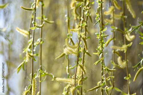 Flowering trees on city streets