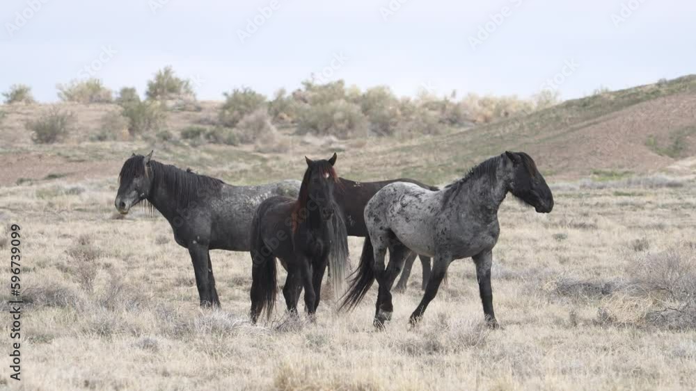 Horses from the South group of the Onaqui wild horse herd in the West desert of Utah. Horses from the South group of the Onaqui wild horse herd in the West desert of Utah.