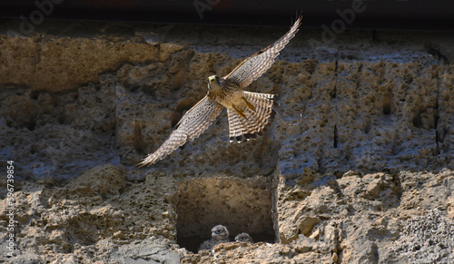 A flying falcon guards its nest with chicks, located in a niche of an ancient temple, on the shores of the Mediterranean Sea.