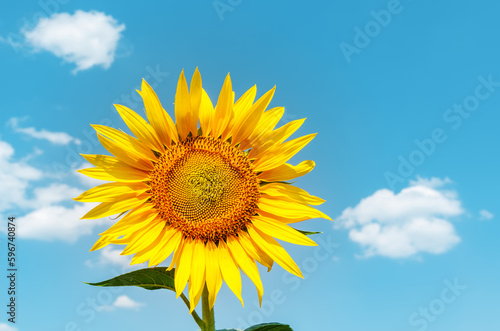 golden sunflower and blue sky as background
