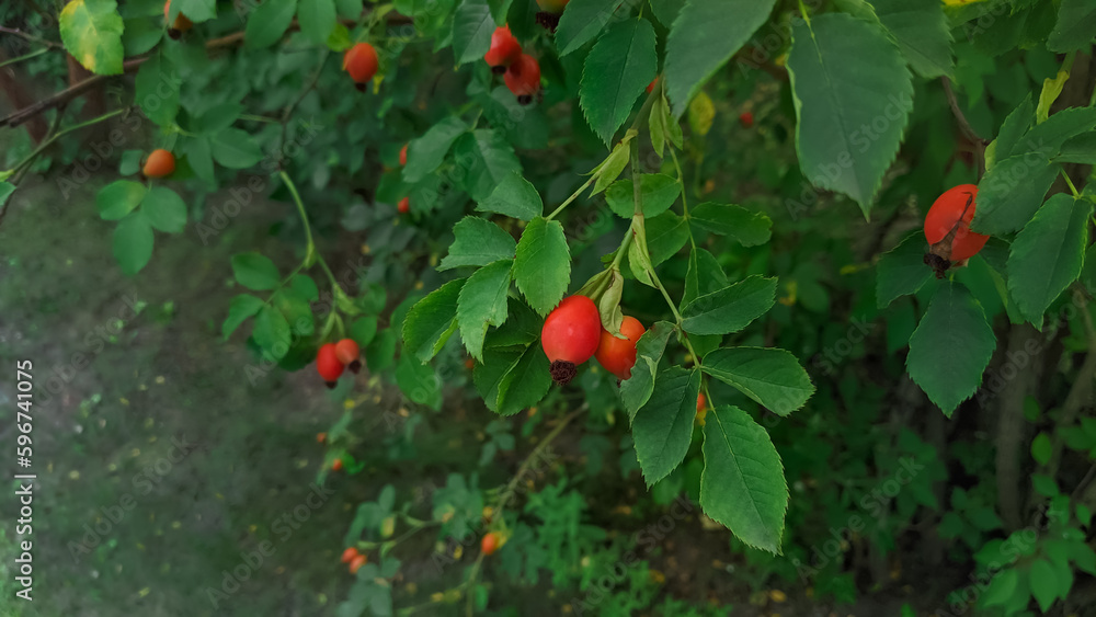 Rosehips bush  with red ripe berries. Alternative healing wild plant. Medical herbs greenery of dog roses.