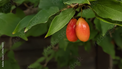 Tamarillo tree tomato branch with red berries close up. Solanum betaceum branch. Exotic fruits and vegetables. photo