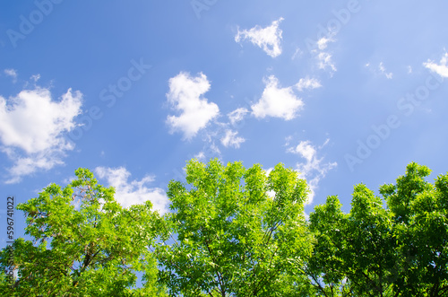 trees and sky with clouds