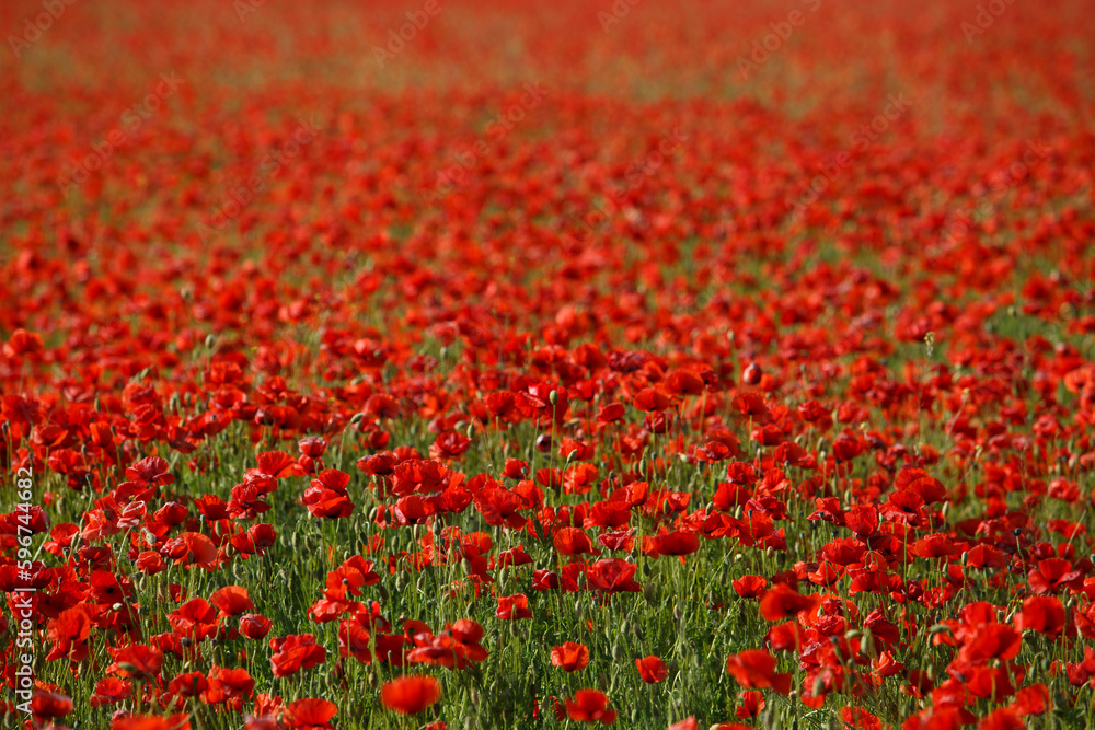 red poppy field with sun