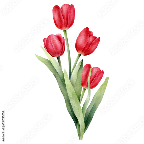 Red watercolor tulip with green leaf. Hand drawn watercolor illustration